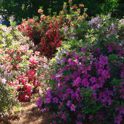 Augusta National - April 2011